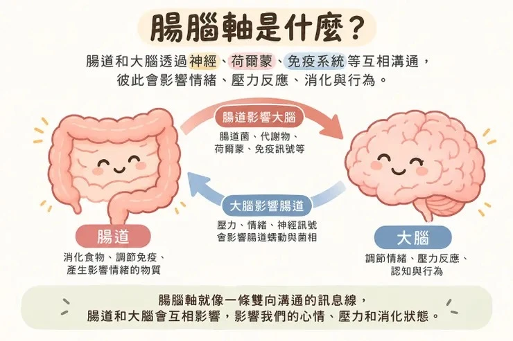 一張腸腦軸線的說明圖,標題是「腸腦軸是什麼?」:腸道和大腦透過神經、荷爾蒙、免疫系統等互相溝通,彼此會影響情緒、壓力反應、消化與行為。左邊是微笑的腸道,寫著消化食物、調節免疫、產生影響情緒的物質;右邊是微笑的大腦,寫著調節情緒、壓力反應、認知與行為。中間兩支箭頭互指:腸道影響大腦(腸道菌、代謝物、荷爾蒙、免疫訊號等),大腦影響腸道(壓力、情緒、神經訊號會影響腸道蠕動與菌相)。底下寫著:腸腦軸就像一條雙向溝通的訊息線,腸道和大腦會互相影響,影響我們的心情、壓力和消化狀態。